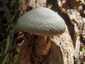 Óriás bocskorosgomba (Volvariella bombycina), Budai-hegység